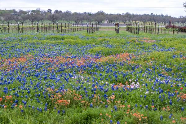 fredericksburg tx wildflower farm