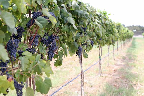 a row of grapevines in a fredericksburg, texas vineyard
