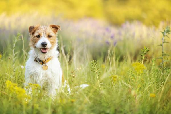 pet-friendly vacation rentals fredericksburg escapes