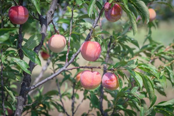  a small peach tree with ripe fruit in fredericksburg, texas