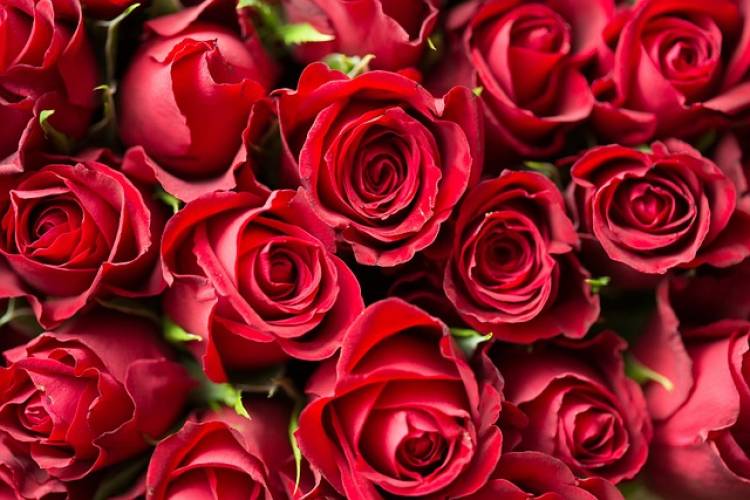 A large bouquet of red roses A large bouquet of red roses