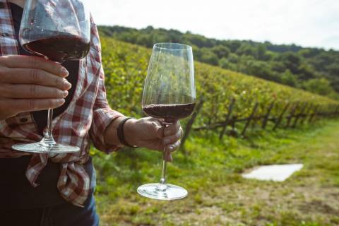 A winemaker in a pattern, red button up shirt holds two large stemmed glasses with red wine next to grapevines
