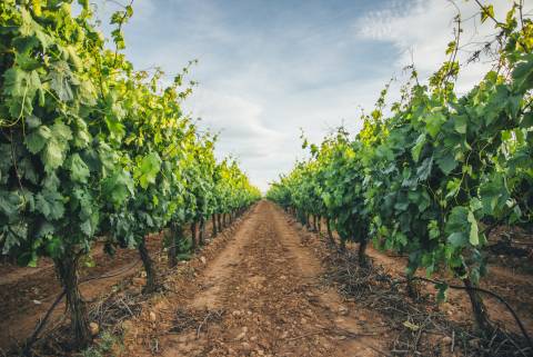 A dirt road bisects two columns of wine grape wines in Texas Hill Country