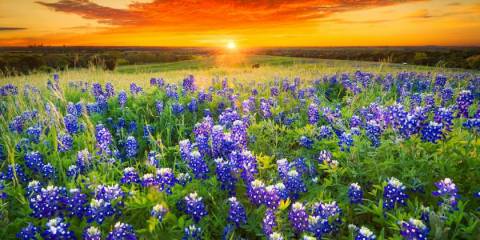 a field of purple texas wildflowers against a vibrant sunrise