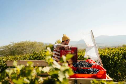 a man in a beanie prepares to pour a crate of wine grapes into a larger crate in a fredericksburg, texas winery