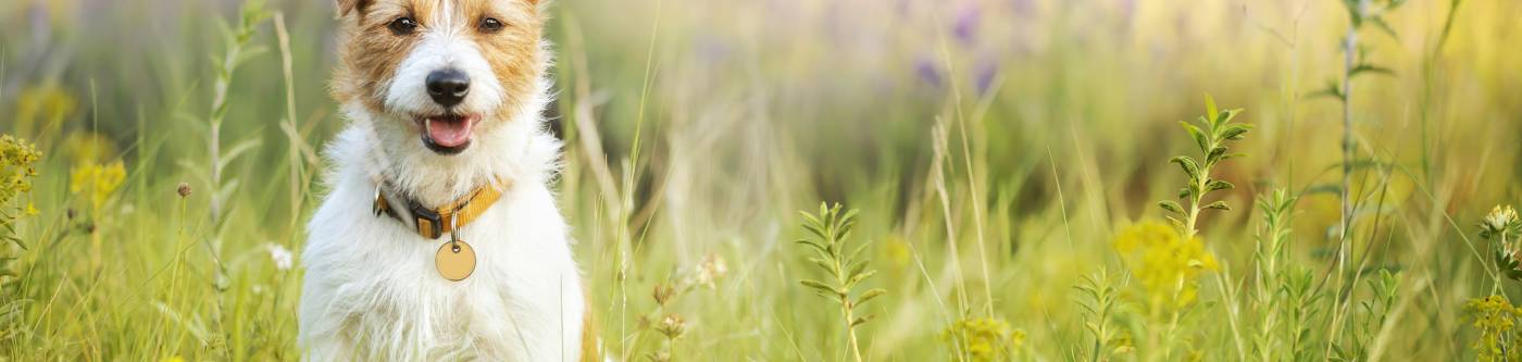 A dog sits in a field of wildflowers